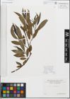 Foto von Salix fragilis L.
